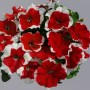 Limbo Red picotee1